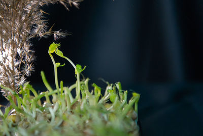 plant