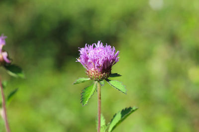 Close-up of purple thistle flower