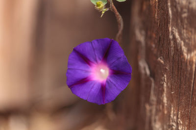 Close-up of flower against blurred background