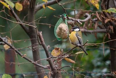 Tit perching on bird feeder