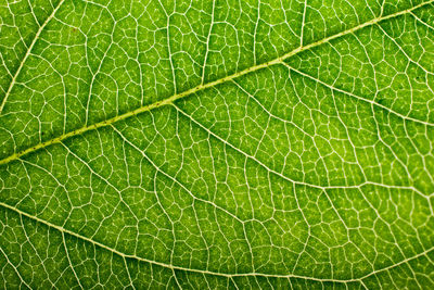 Full frame shot of green leaf