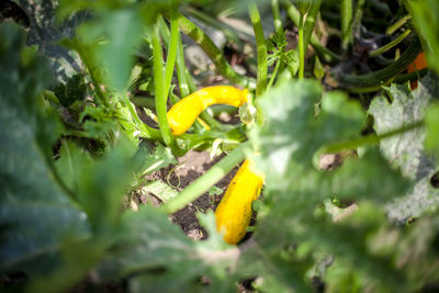 Close-up of yellow flowering plant