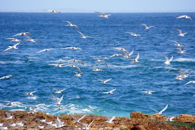 Seagulls flying over sea