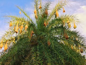 Low angle view of fresh plants against sky