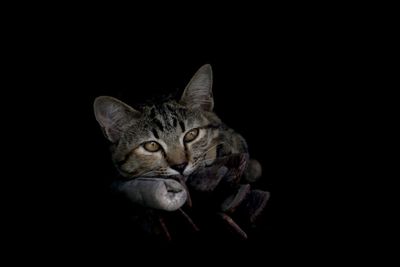 Close-up portrait of a cat over black background