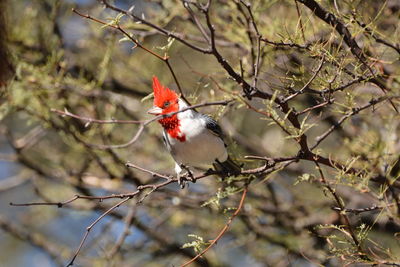 Bird perching on branch
