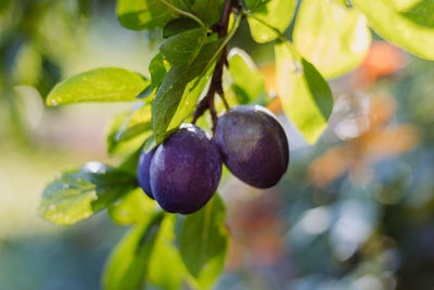 Close-up of plums growing on tree