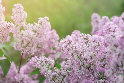 Close-up of pink cherry blossoms