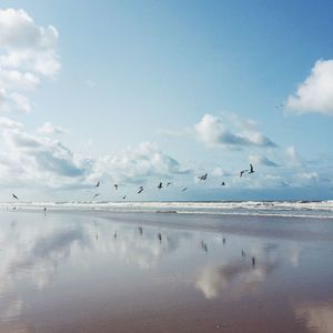 Birds flying over sea against sky