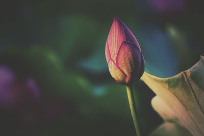 Close-up of lotus bud growing outdoors