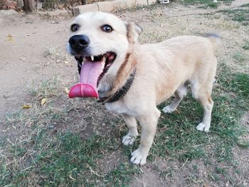 High angle view of happy dog