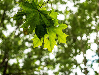 Low angle view of leaves on tree