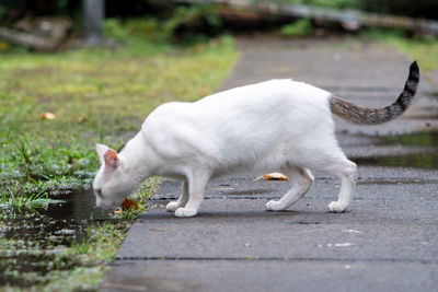 Cat walking on footpath