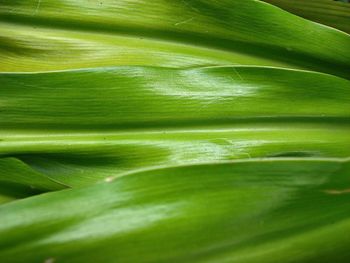 Full frame shot of green leaves