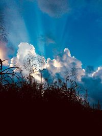 Low angle view of silhouette trees against blue sky