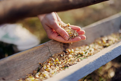 Close-up of hand holding plant