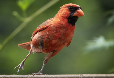 Close-up of cardinal on plant