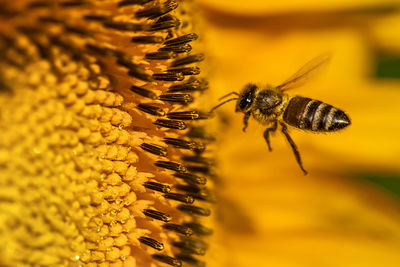 Close-up of bee on yellow flower