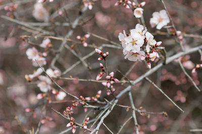 Close-up of cherry blossoms in spring