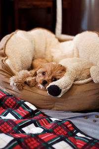 Say hello to my puppy molly