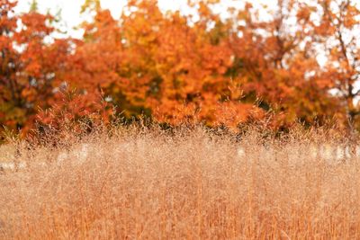 Close-up of autumnal trees on field