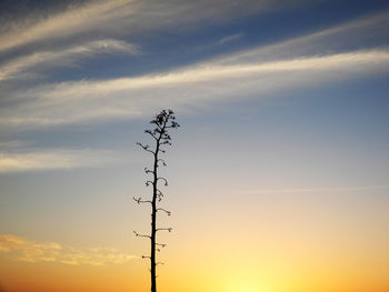 Low angle view of silhouette plant against sky during sunset