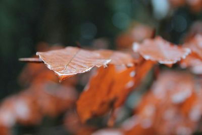 Close-up of leaves