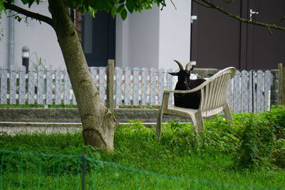 Chairs and plants in lawn by building