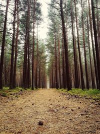 Dirt road amidst trees in forest