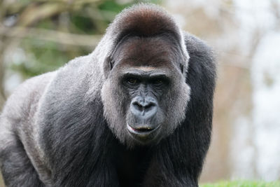 Close-up of gorilla