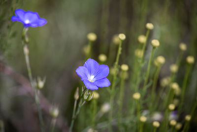 Close-up of purple crocus flower