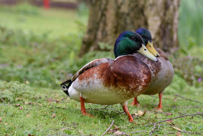 Close-up of mallard duck on field