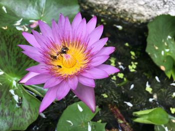 Close-up of bee pollinating flower