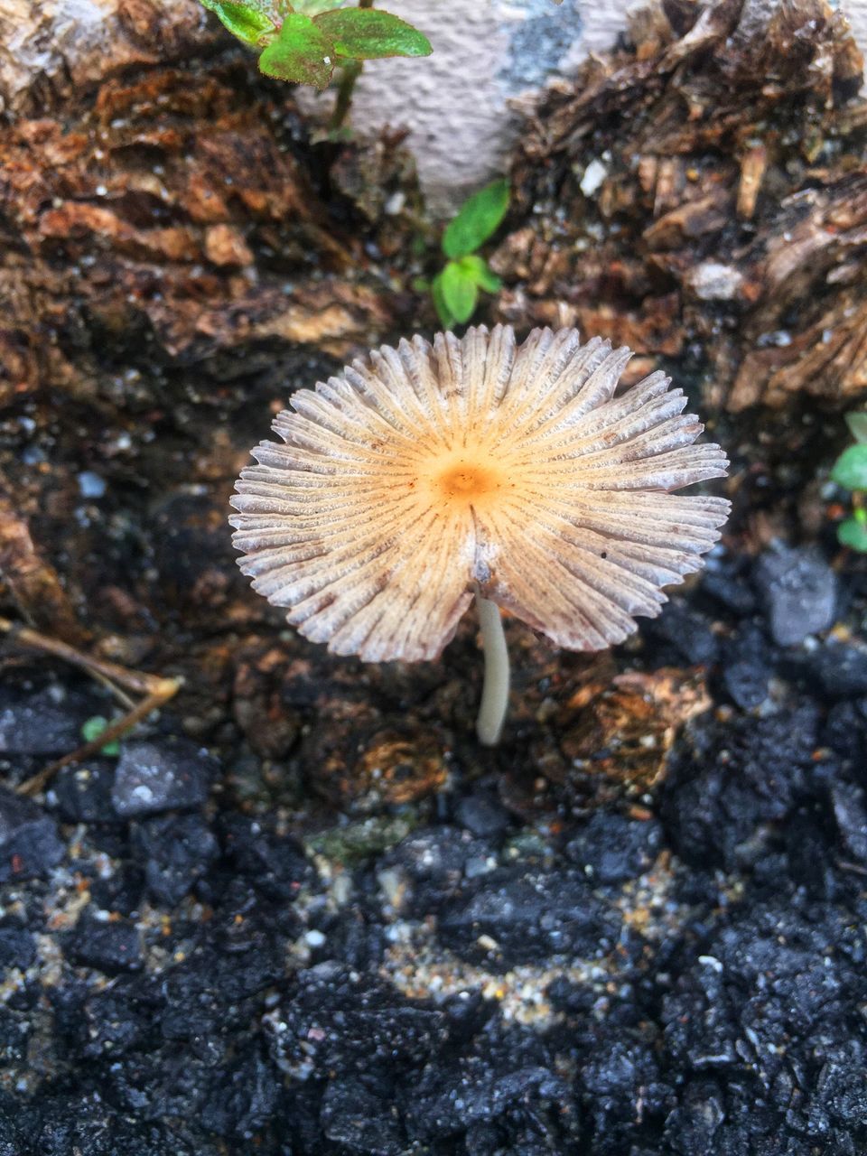 HIGH ANGLE VIEW OF MUSHROOMS ON ROCK