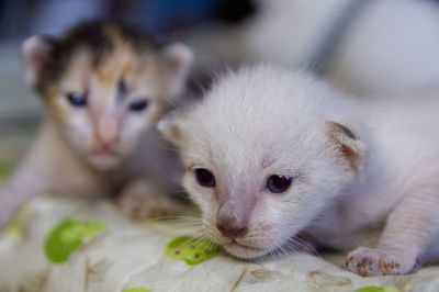 Close-up portrait of kitten