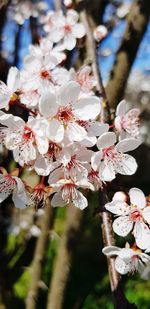 Close-up of white cherry blossom tree