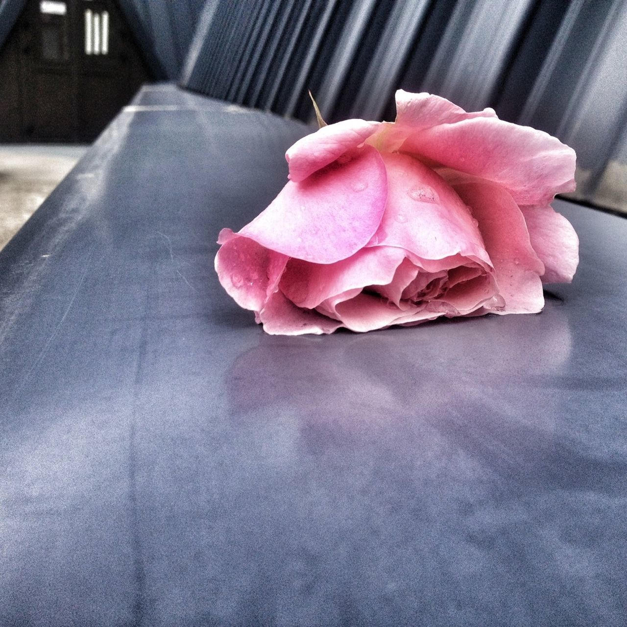 flower, rose - flower, pink color, petal, indoors, flower head, fragility, freshness, close-up, rose, single flower, pink, focus on foreground, softness, beauty in nature, table, no people, high angle view, red, still life