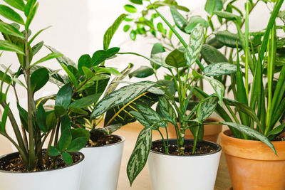 Botany home decor with a lot of plants croton, aglaonema, zamioculcas, sansevieria.