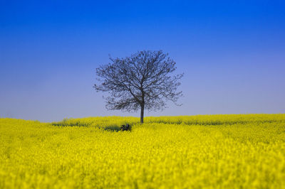 Scenic view of oilseed rape field against blue sky