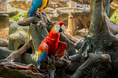 Close-up of parrot perching on branch