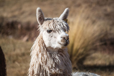 Close-up of alpaca