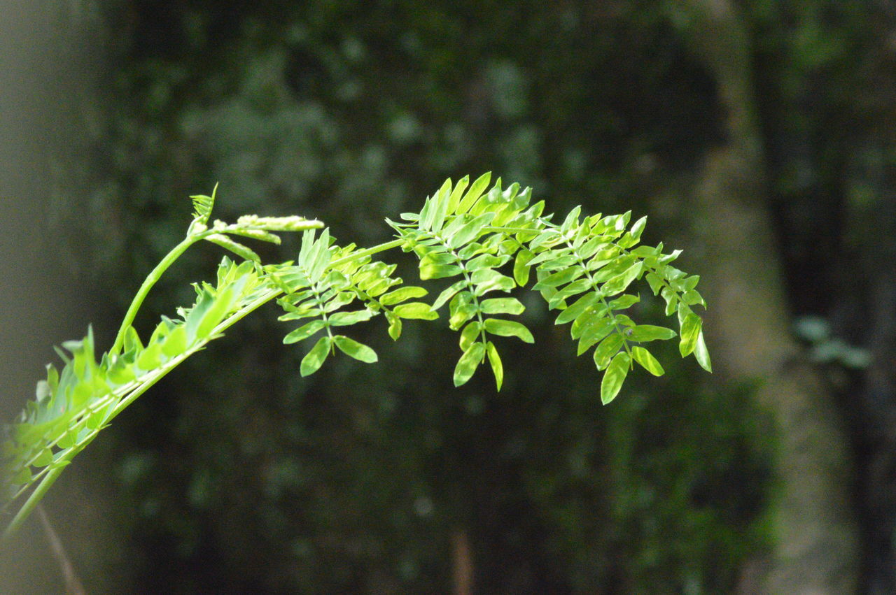 CLOSE-UP OF FRESH GREEN LEAVES