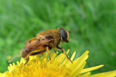 Macro shot of bee on yellow flower