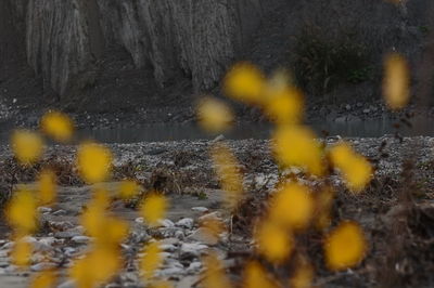 Close-up of yellow plants growing on land in winter