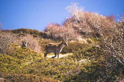 Horse in a field