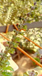 Close-up of plant growing on tree