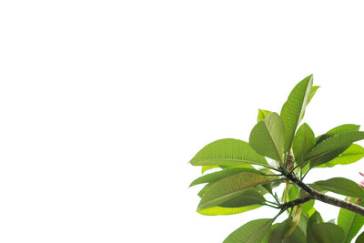 Close-up of plant against white background