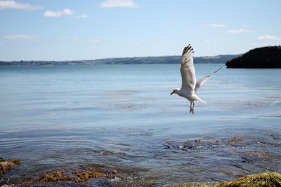 Bird in sea against sky