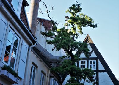 Low angle view of tree and building against sky