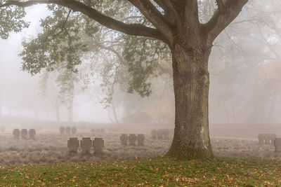 Cemetery in foggy weather